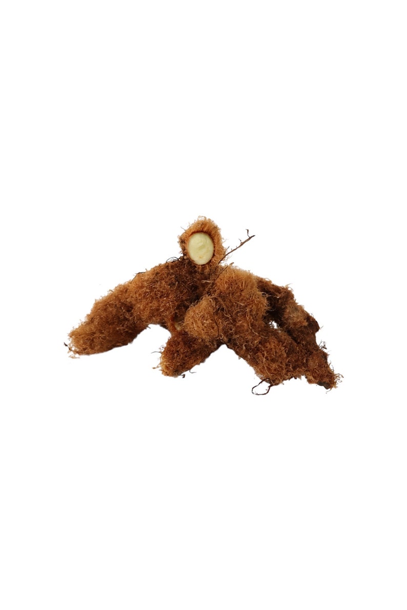 Op de afbeelding: Een bruin, natuurlijk ogend decoratief item met een centraal, lichtgekleurd cirkelvormig element. Het item heeft een textuur, vezelachtig uiterlijk, met een paar kleine, donkere twijgen die ervan uitsteken. De algemene vorm is enigszins abstract.