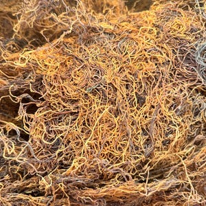 Havsmossa (Chondrus Crispus) Honduras