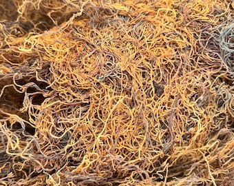 Zeemos (Chondrus Crispus) Honduras