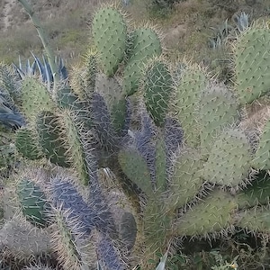 Nopal powder, Optunia ficus-indica, Prickly pear cactus