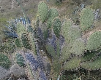 May include: A close-up of a prickly pear cactus with green, spiky pads. The cactus is growing in a dry, desert-like environment.
