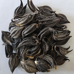 Puede incluir: Un montón de cálices de hibisco secos, también conocidos como rosella, de color marrón oscuro. Los cálices están dispuestos en un patrón aleatorio, con algunos superpuestos.