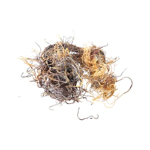 Sea Moss (Chondrus Crispus) Honduras
