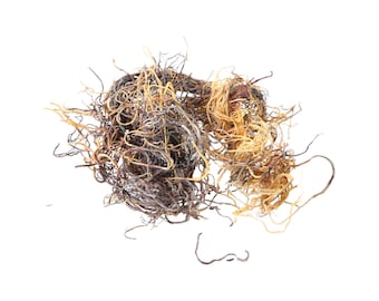 Sea Moss (Chondrus Crispus) Honduras