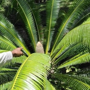 Teosinte Flour, Ancient Olmec/Maya Corn Honduras