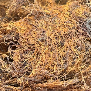 May include: A close-up of a pile of dried seaweed, with a tangled, stringy texture. The seaweed is a deep orange-brown color.