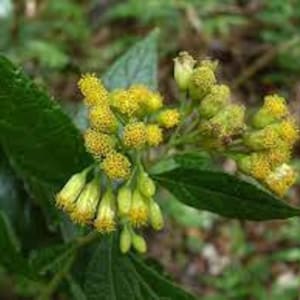 May include: Close-up of a cluster of small, bright yellow flowers with green buds. The flowers are arranged in a dense cluster on a green stem.