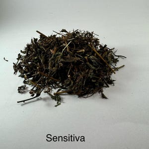 Mimosa/SENSITIVA  29.99lb