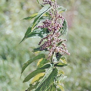 Stinging Nettle  wild organic / dried form