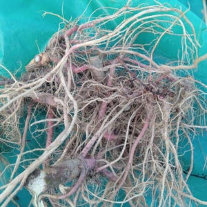 May include: A close-up of a bundle of light brown and pink roots. The roots are tangled together and have a rough texture.
