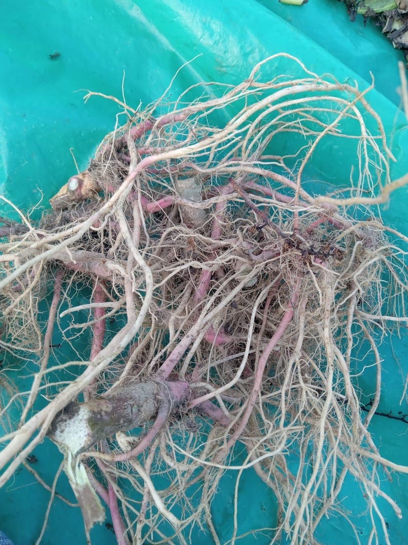 Amaranth Root (amaranthus) - Etsy