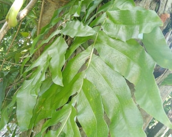 Kalawalla Leaves
