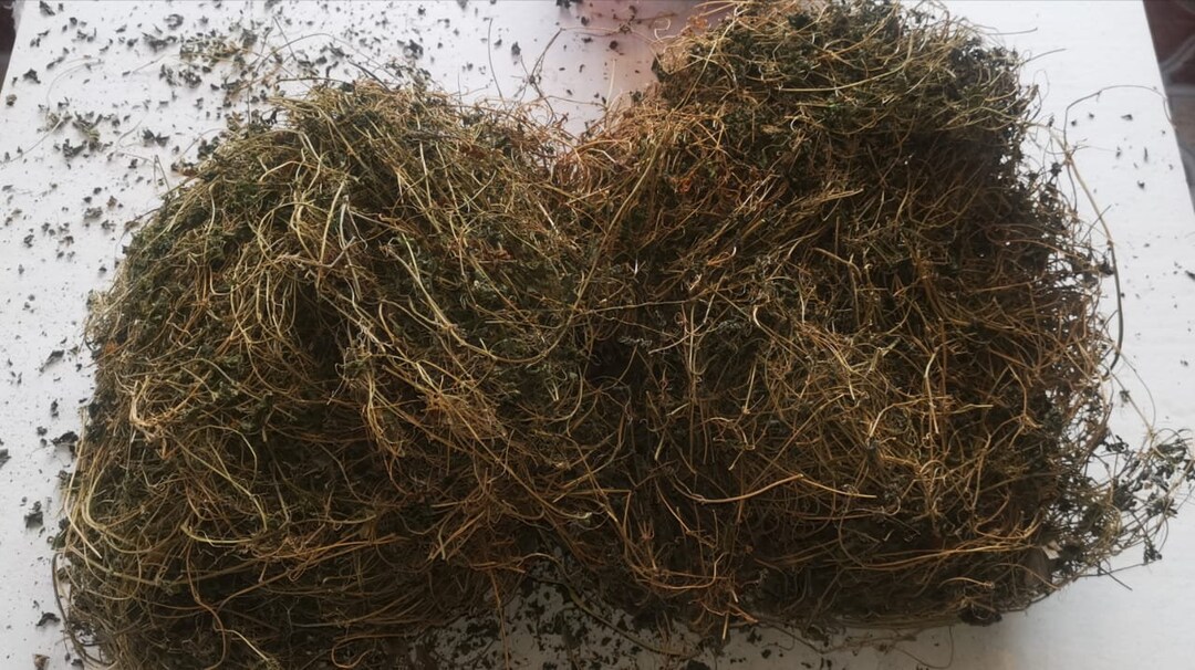 1LB HONDURAS Wild Bitter Melon Etsy