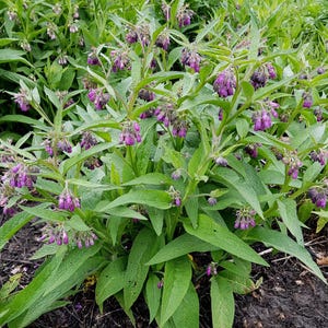 Könnte beinhalten: Nahaufnahme einer Beinwellpflanze mit leuchtend grünen Blättern und Trauben kleiner, lila glockenförmiger Blüten. Die Pflanze steht in voller Blüte, mit mehreren Stängeln und Blättern sichtbar. Das Bild wurde im Freien aufgenommen.
