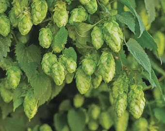 500g Gewöhnlicher Hopfen (Humulus lupulus)