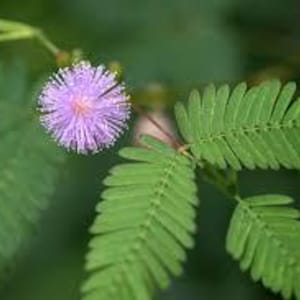Mimosa/SENSITIVA     ( Mimosa pudica )