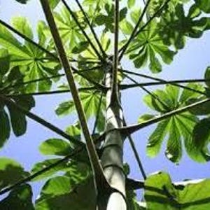Trumpet Tree Leaves &  stems | organic 100% | Cecropia peltata | sun  dried form