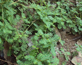 Chanca Piedra , quiebra piedra / stone breaker / Phyllanthus niruri
