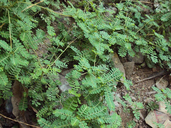 Chanca Piedra , quiebra piedra / stone breaker / Phyllanthus niruri