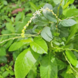 anamu organic stems & leaves  , guinea hen ,Petiveria alliances dried form.
