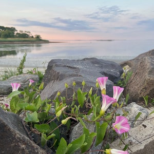 Digital Art Print Photo Photograph Long Island Sound Niantic Bay Connecticut Early Morning