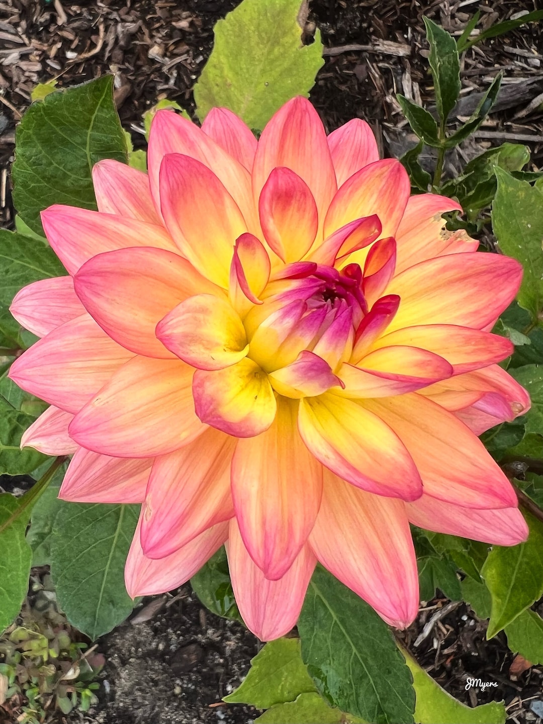 Deah Flower Dahlia Flower Nature Digital Print Art Garden Peach Flowers - Etsy