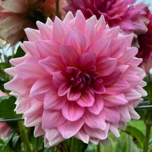 Pink Dahlia Flower Garden Heritage Cape Cod Sandwich Massachusetts Digital Photo Print Art