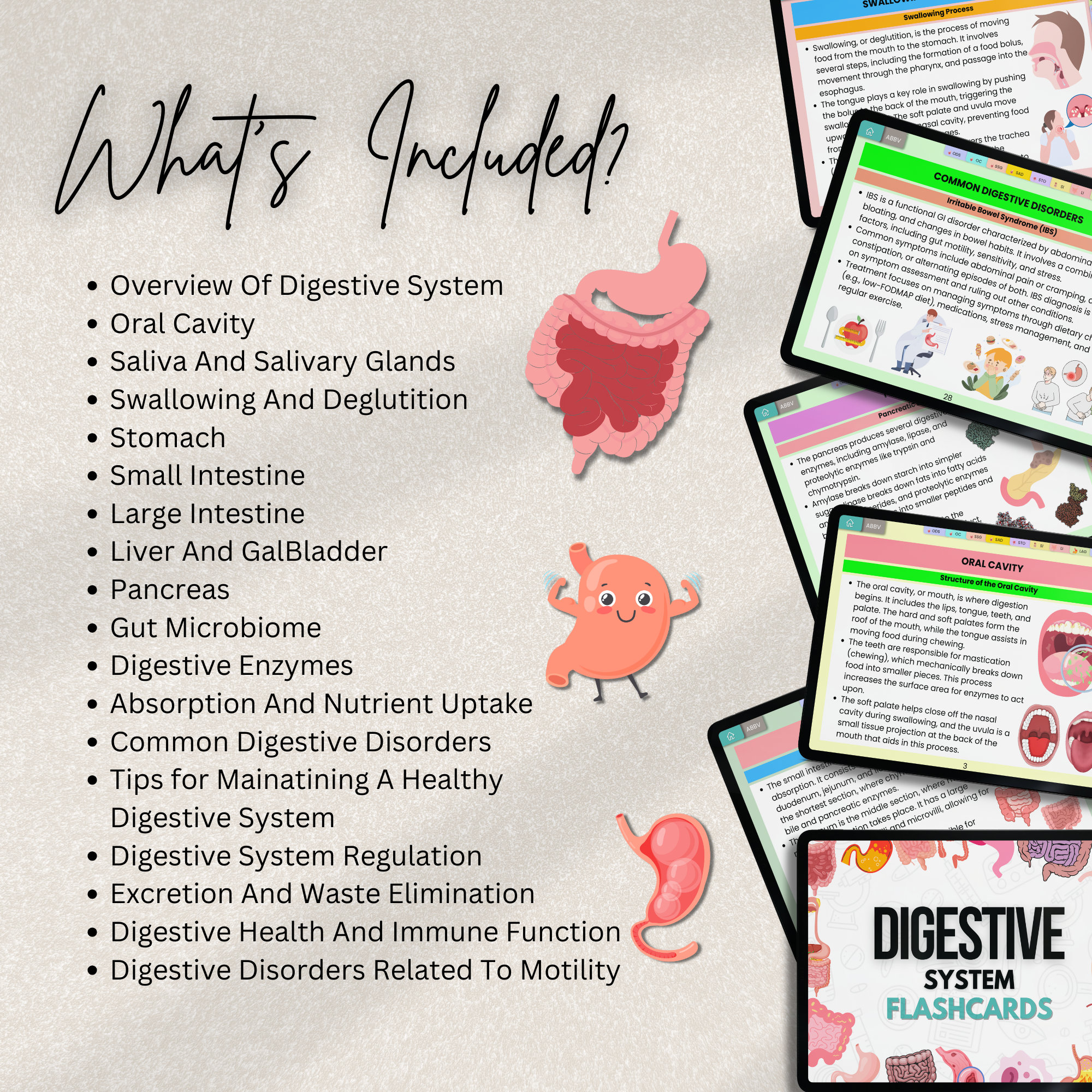 Digestive System Flashcards Bundle or Quiz With Hyperlinked | Human ...