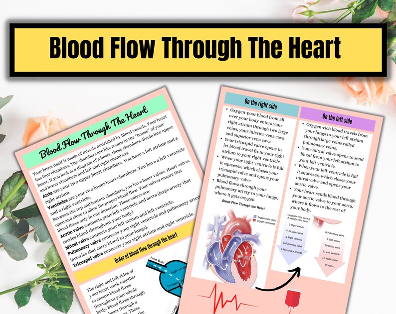May include: A diagram of the human heart with labels explaining the flow of blood through the four chambers. The diagram shows the right and left atria, right and left ventricles, and the valves that control blood flow between the chambers. The diagram also shows the pulmonary artery and aorta, which carry blood to the lungs and the rest of the body.