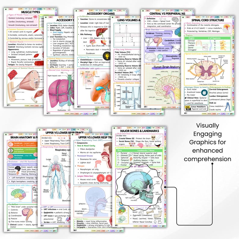 Anatomy and Physiology Pocket Guide, Medical Study Guide, Nursing Student Notes, A&amp;P Quick ...