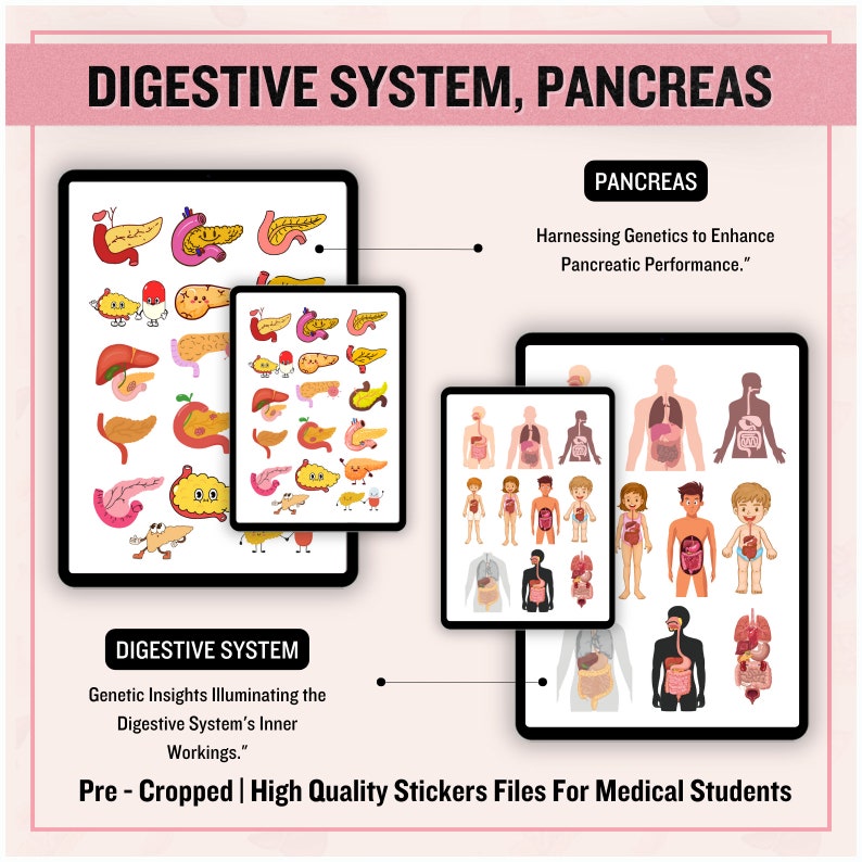 Digestive System Sticker | Human Body Stickers | Nursing Stickers ...