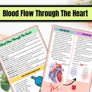 Cardiovascular System | Anatomy Notes | Instant Download | Cardiac ...