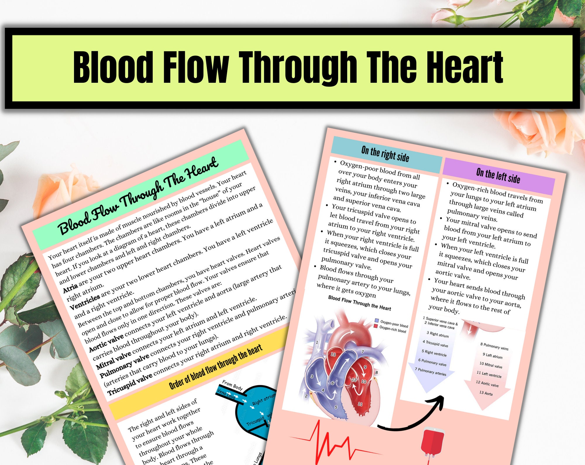Cardiovascular Notes Example Cardiovascular System | Anatomy Notes | Instant Download | Cardiac ...