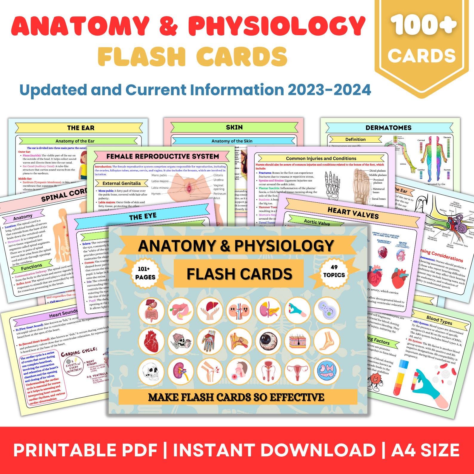 Blood Groups - Physiology Flashcards