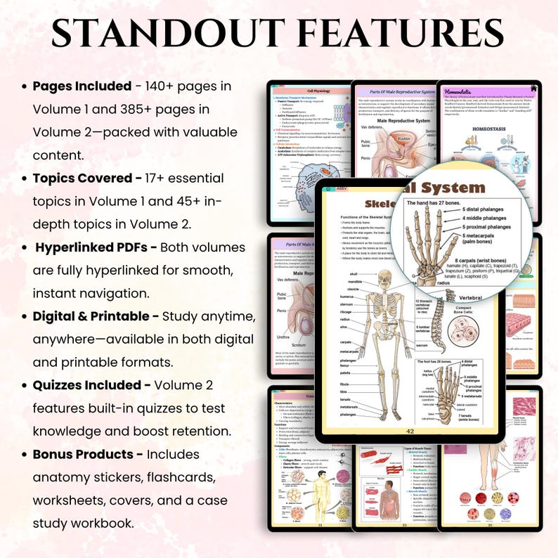 May include: Anatomy study guide featuring detailed illustrations of the skeletal and male reproductive systems, along with other anatomical diagrams. Includes 140+ pages in Volume 1 and 385+ pages in Volume 2, with quizzes and bonus products.
