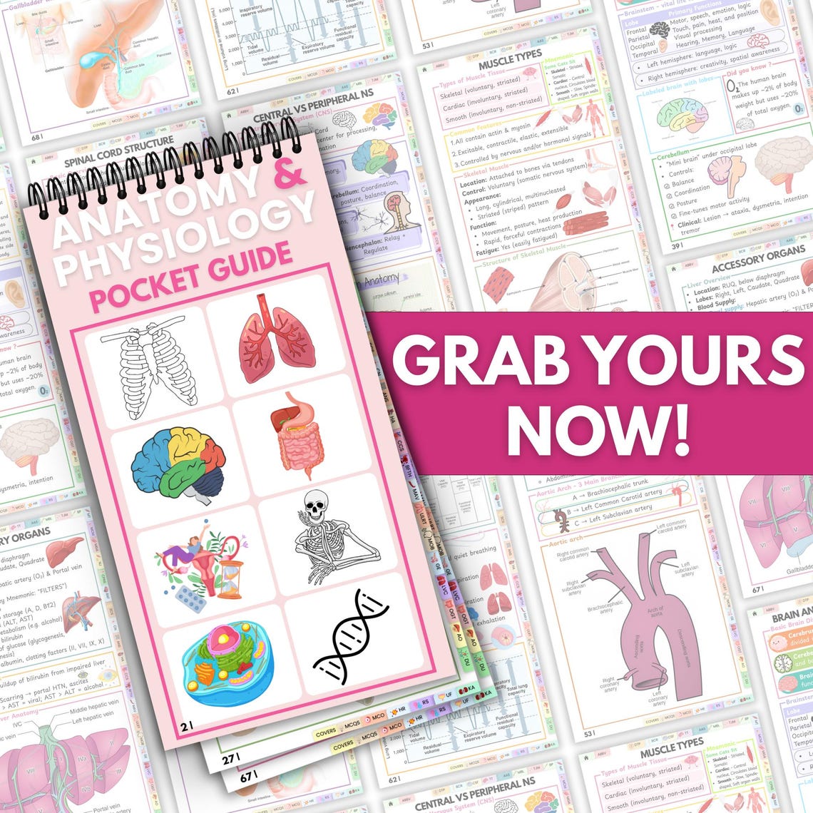Anatomy and Physiology Pocket Guide, Medical Study Guide, Nursing ...