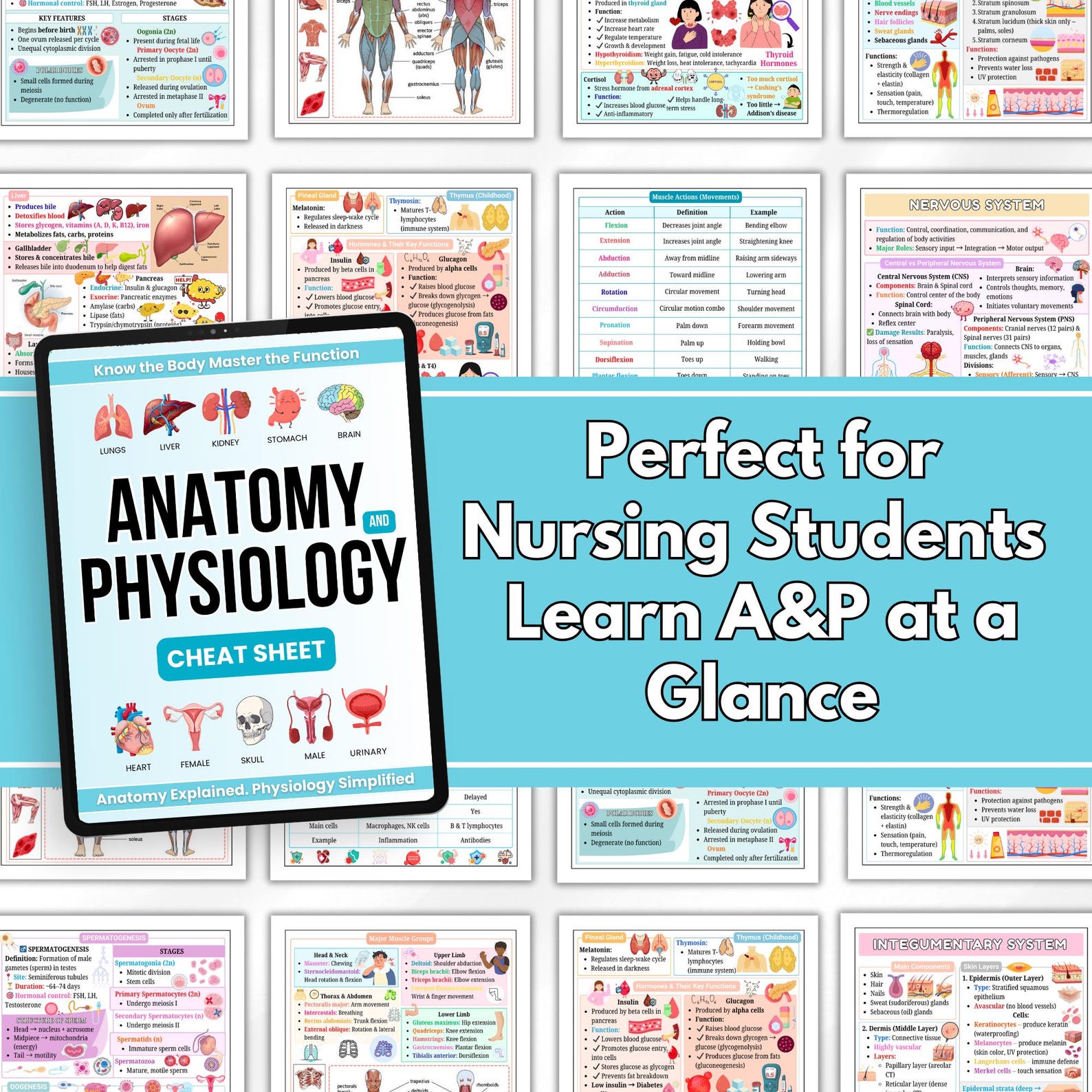 Anatomy & Physiology Cheat Sheet | Anatomy and Physiology Study Guide ...