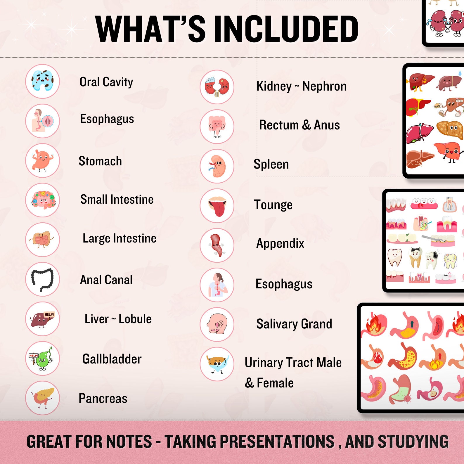 Digestive System Sticker | Human Body Stickers | Nursing Stickers ...