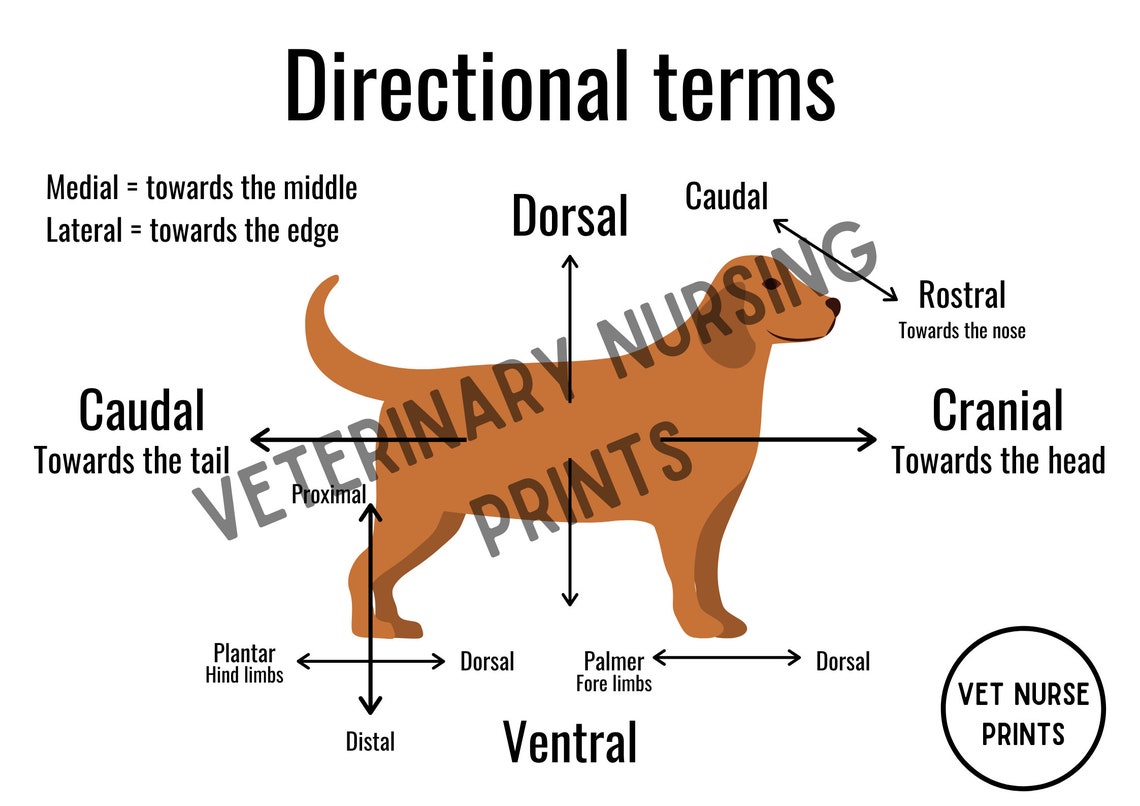 Veterinary Directional Terms Poster Etsy