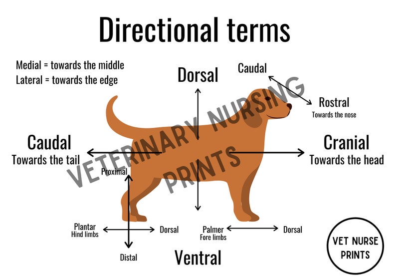 Veterinary Directional Terms Poster Etsy
