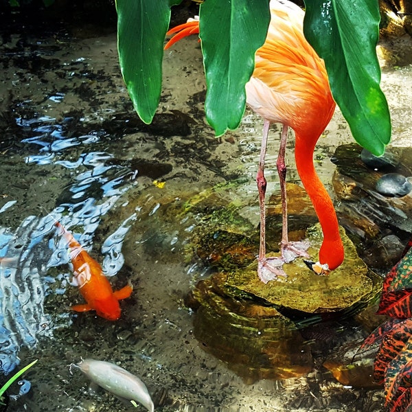 Affiche Flamant Rose Floride Nature Photo Jungle Tirage Original tropical Photographie paysage Coloré Art Mural Imprimé Faune Côtier Été