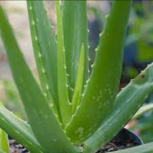 Aloe Vera Plant