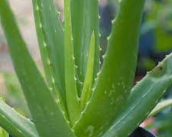 Aloe Vera Plant