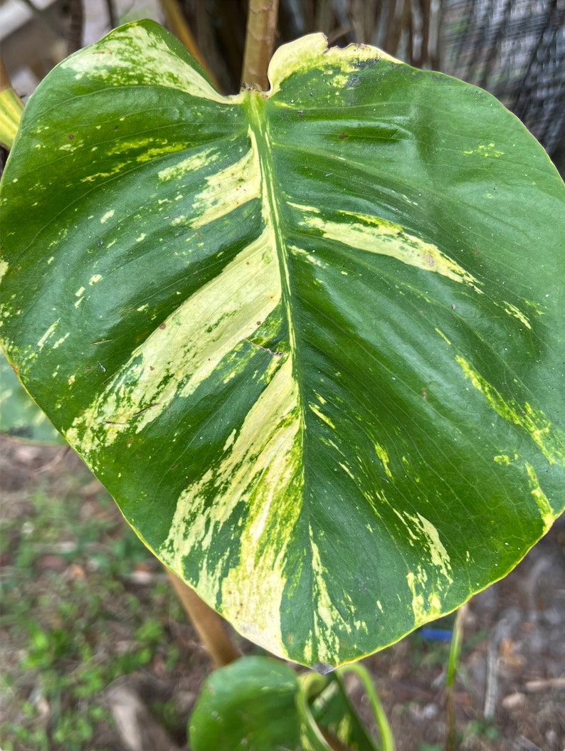 Giant Variegated Golden Pothos, Hawaiian Epipremnum Pinnatum Vine Etsy