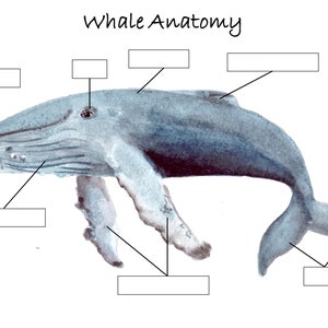 Whale Unit Study image 2