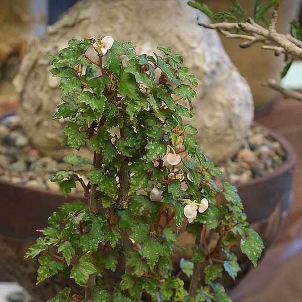Hoja de arce manchada Begonia Dregei Caudex 20 Semillas de plantas