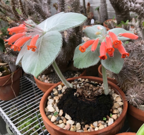 Brazilian Edelweiss sinningia Leucotricha 25 Seeds Etsy