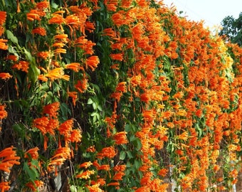 Trumpet Vine 15 semi di piante