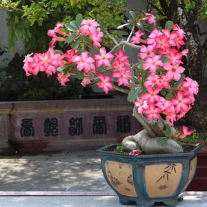 Desert Rose (adenium obesum) 10 Seeds