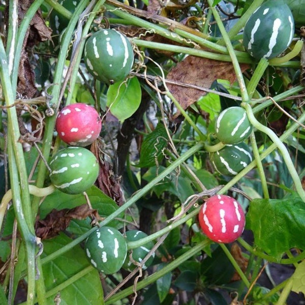 Lollipop Vine 5 Graines de plantes